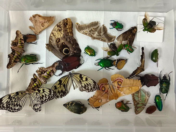 Preserved insects