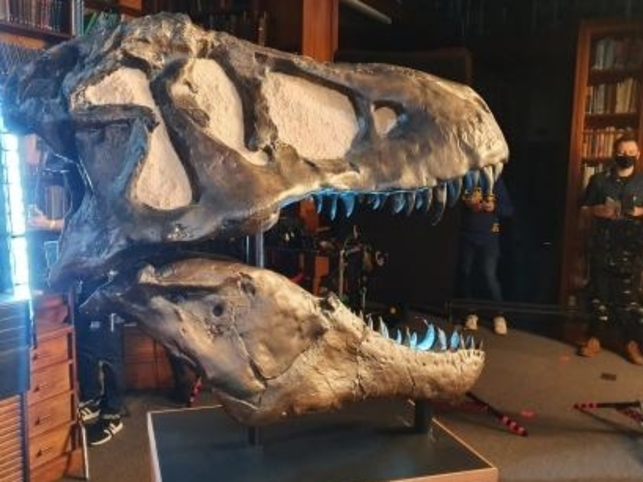 T-rex skull dinosaur skull fossil prop