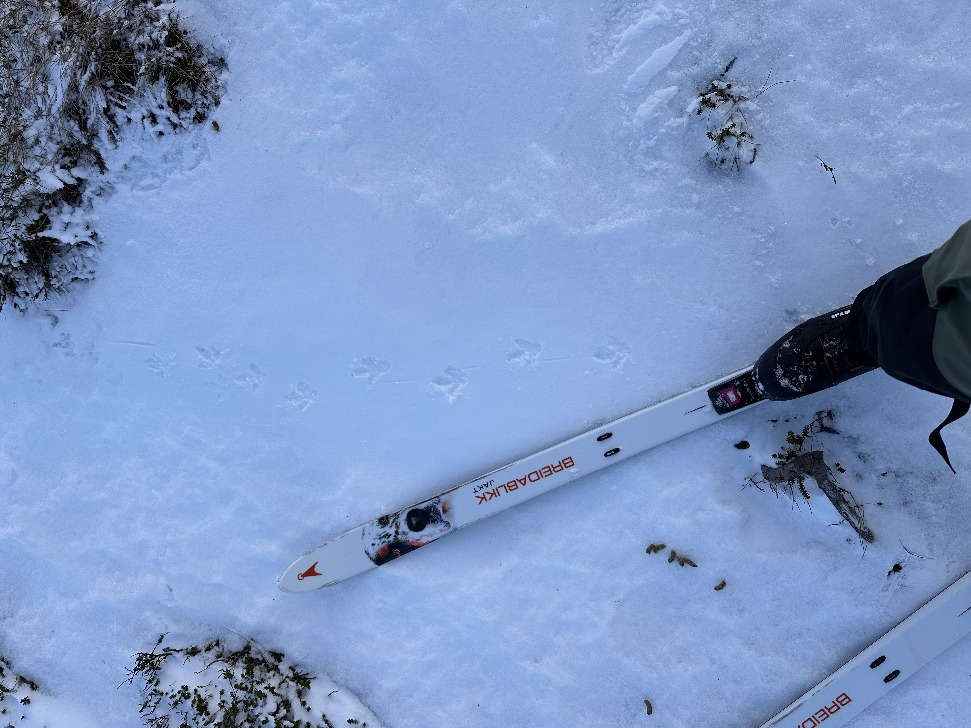 Åsnes breidablikk 175cm