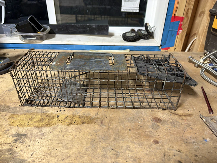 Humane live animal cage trap (squirrel)