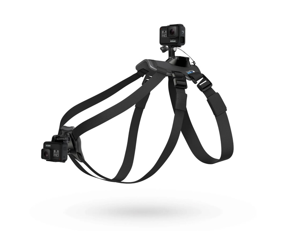 Gopro fetch kamerafeste til hund