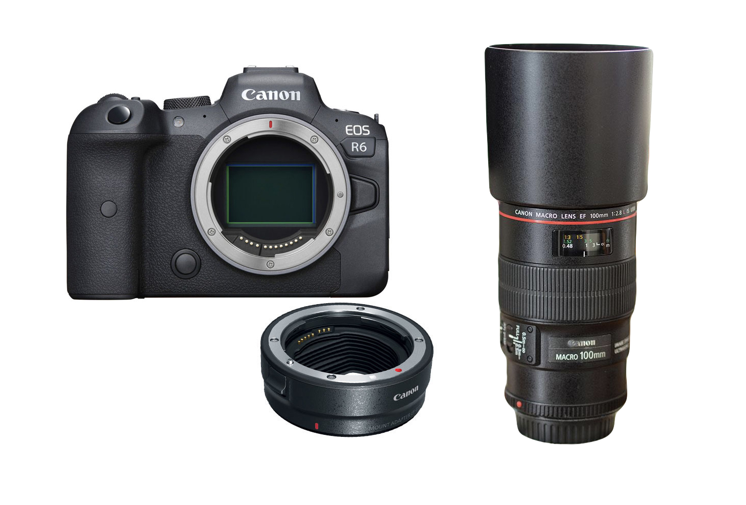Canon r6 + 100mm f2.8 l macro