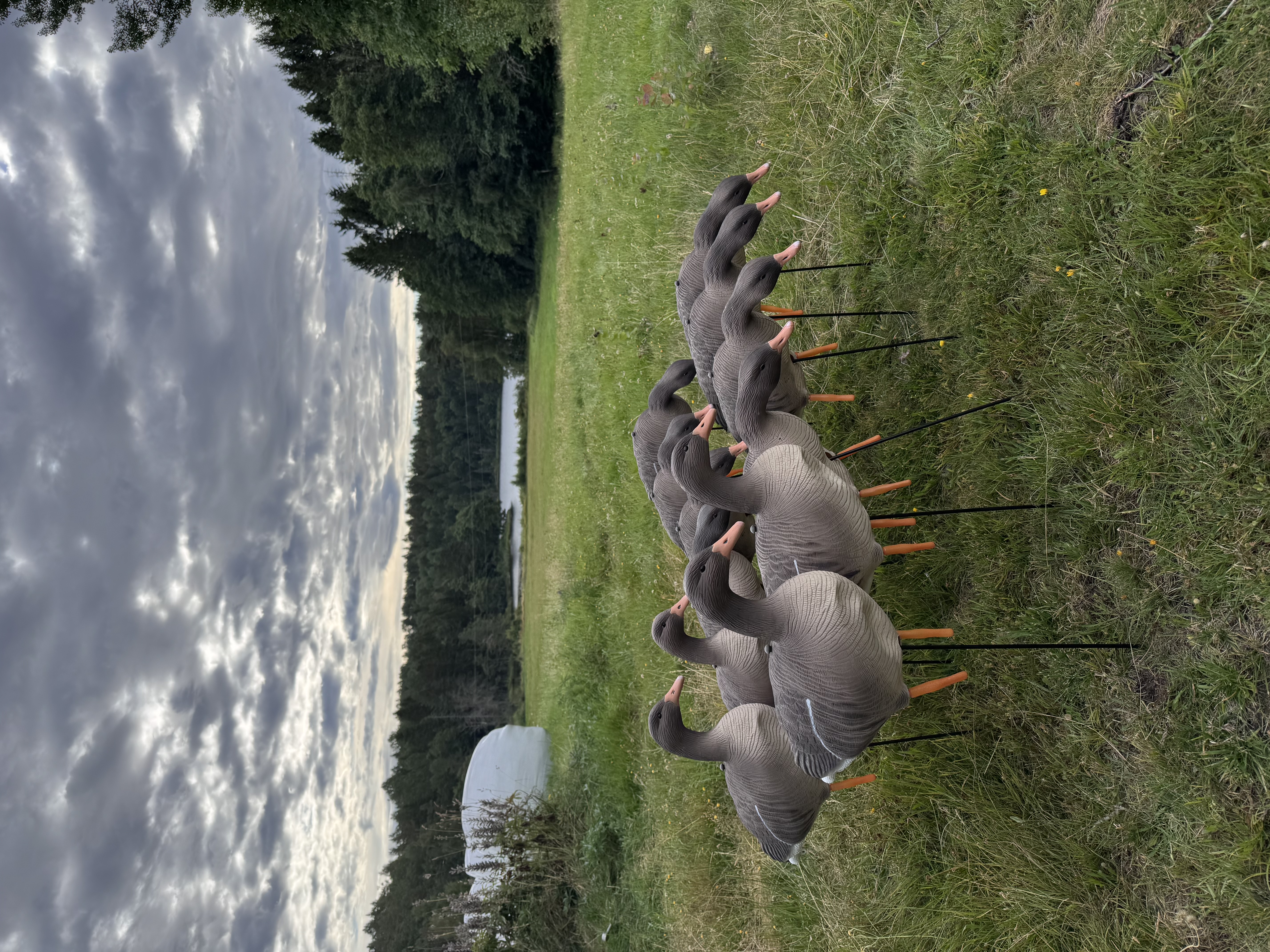 Grågås lokkefugl
