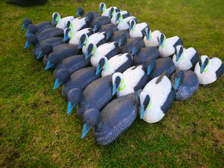 Ærfugl decoy lokkefugler - 32 stk