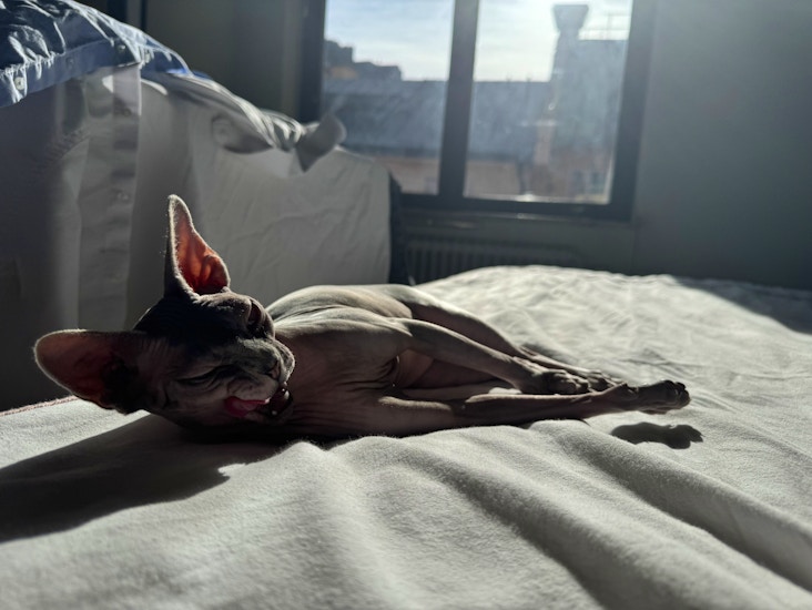 Cat sitter, (12 year old experienced with cats)