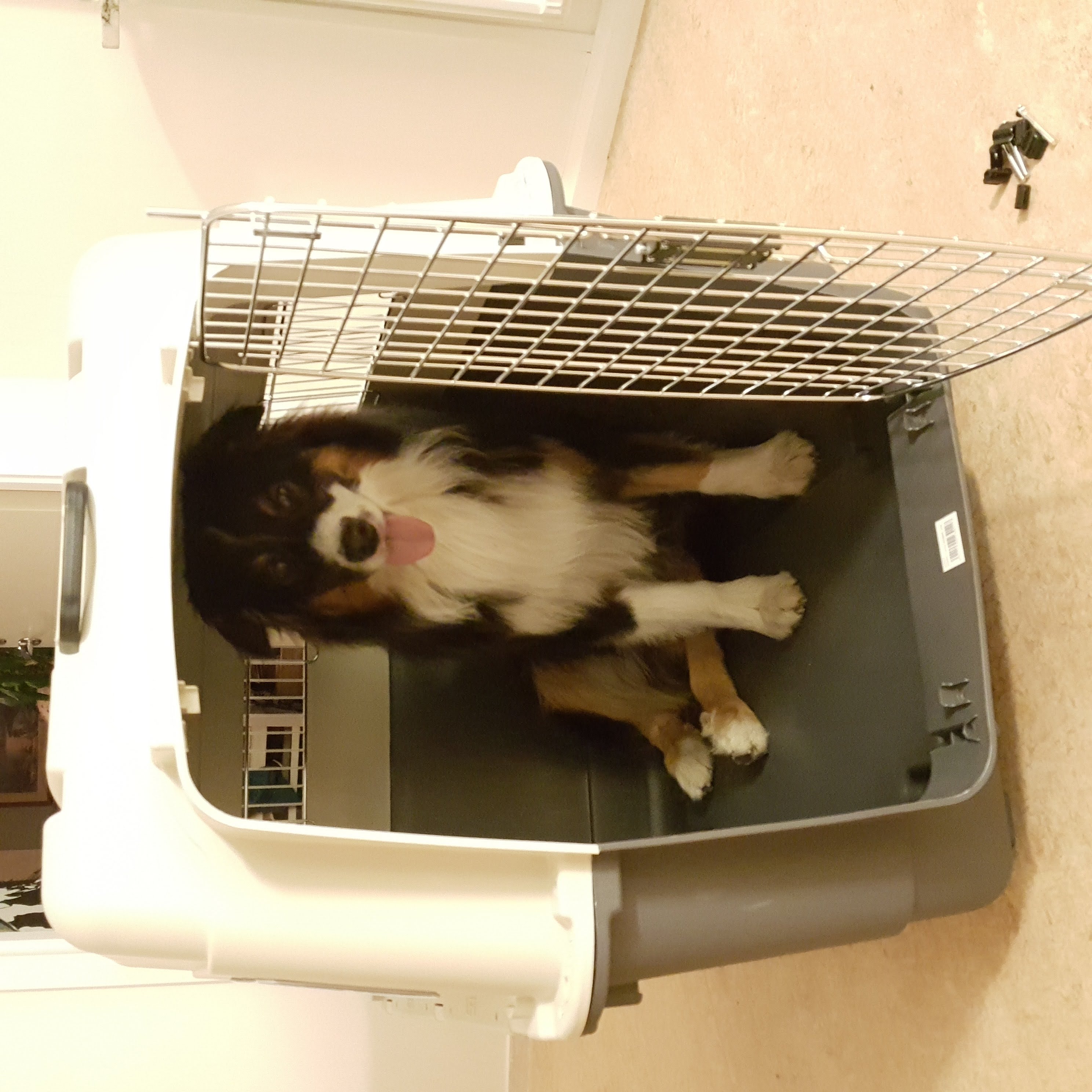 Transportbur hund