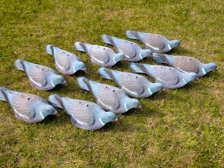 Lokkefugl due skall 11 lokkeduer