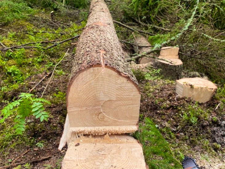 Trädfällning sthlm norrort