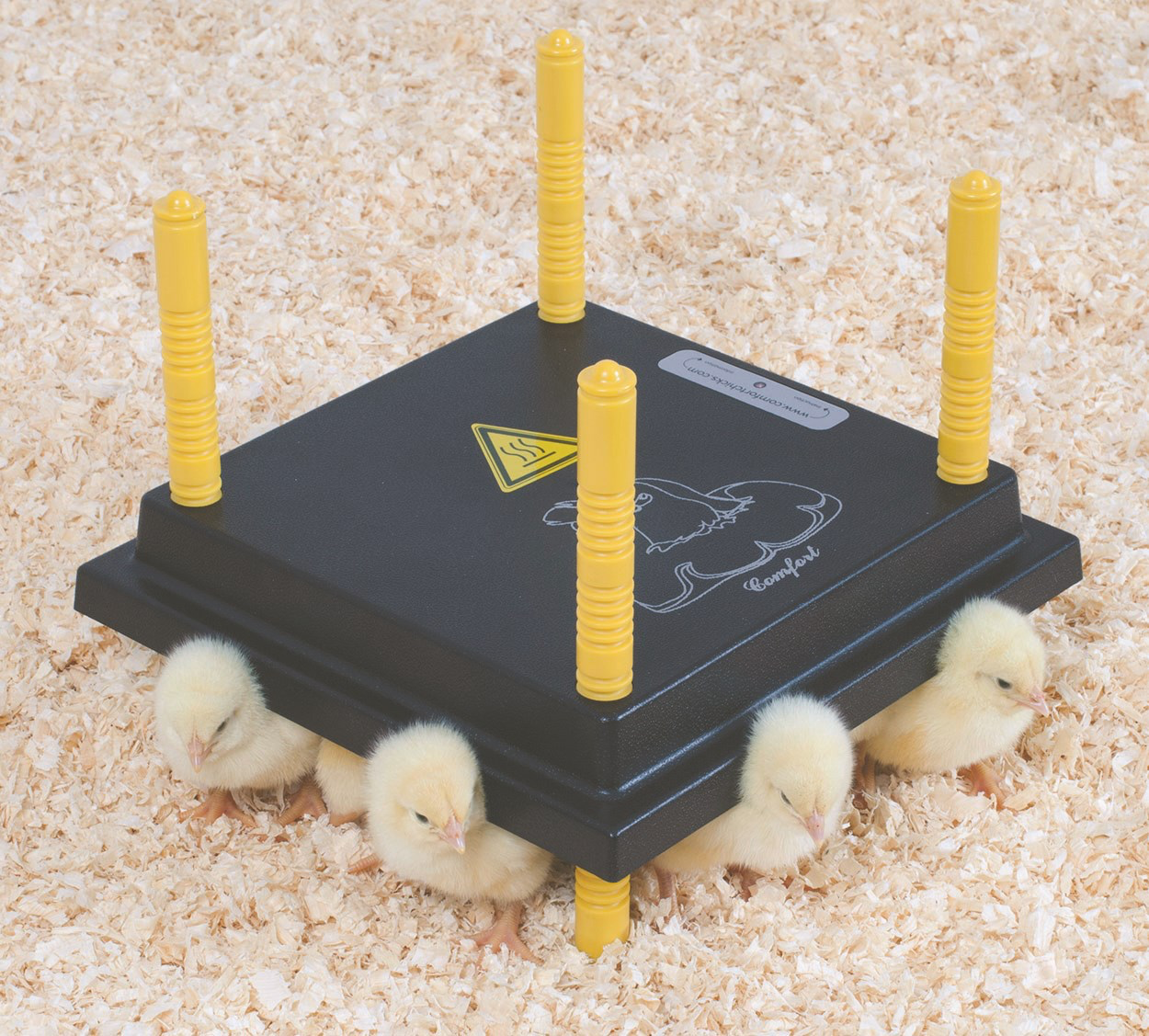 Kyllingmor  olba (hønemor) 