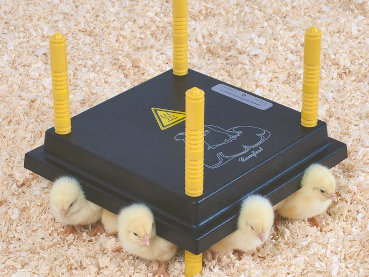 Kyllingmor olba (hønemor)