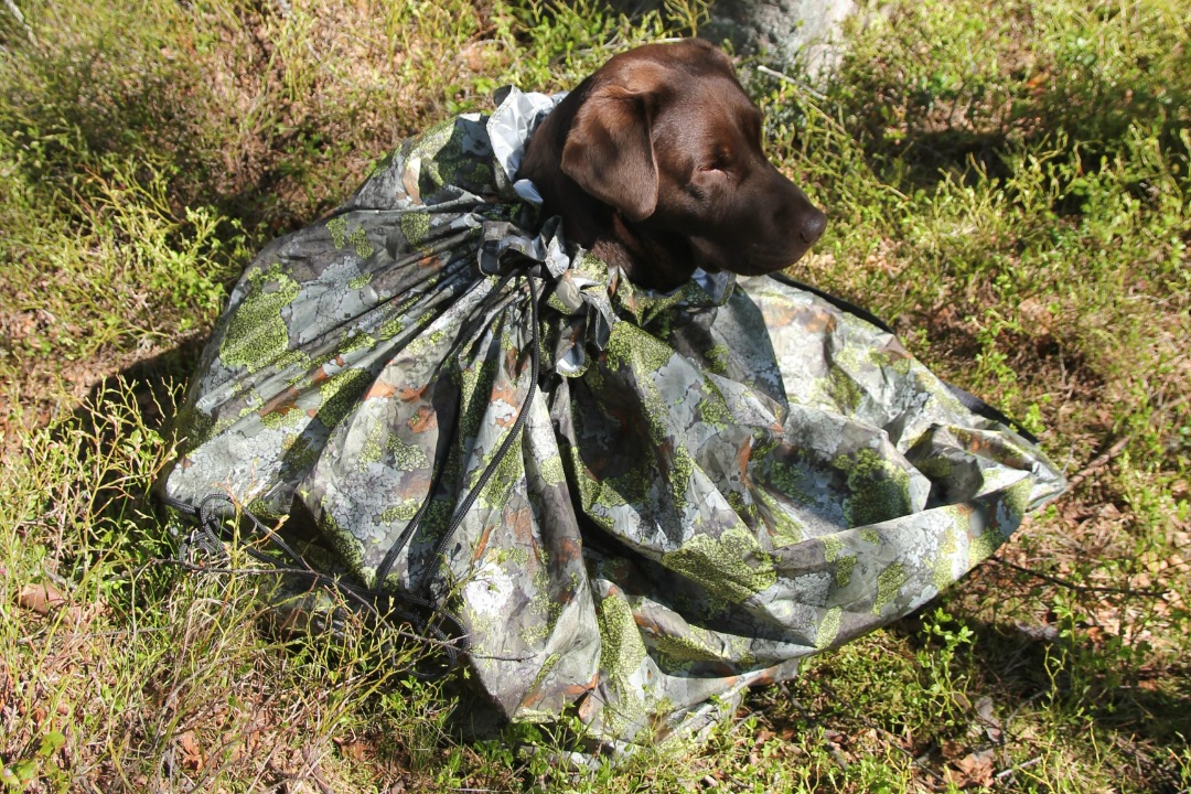 Jervehiet til hund strl. l