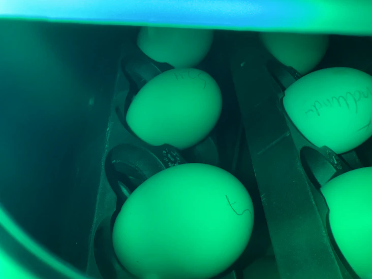 River rugemaskin 12 egg