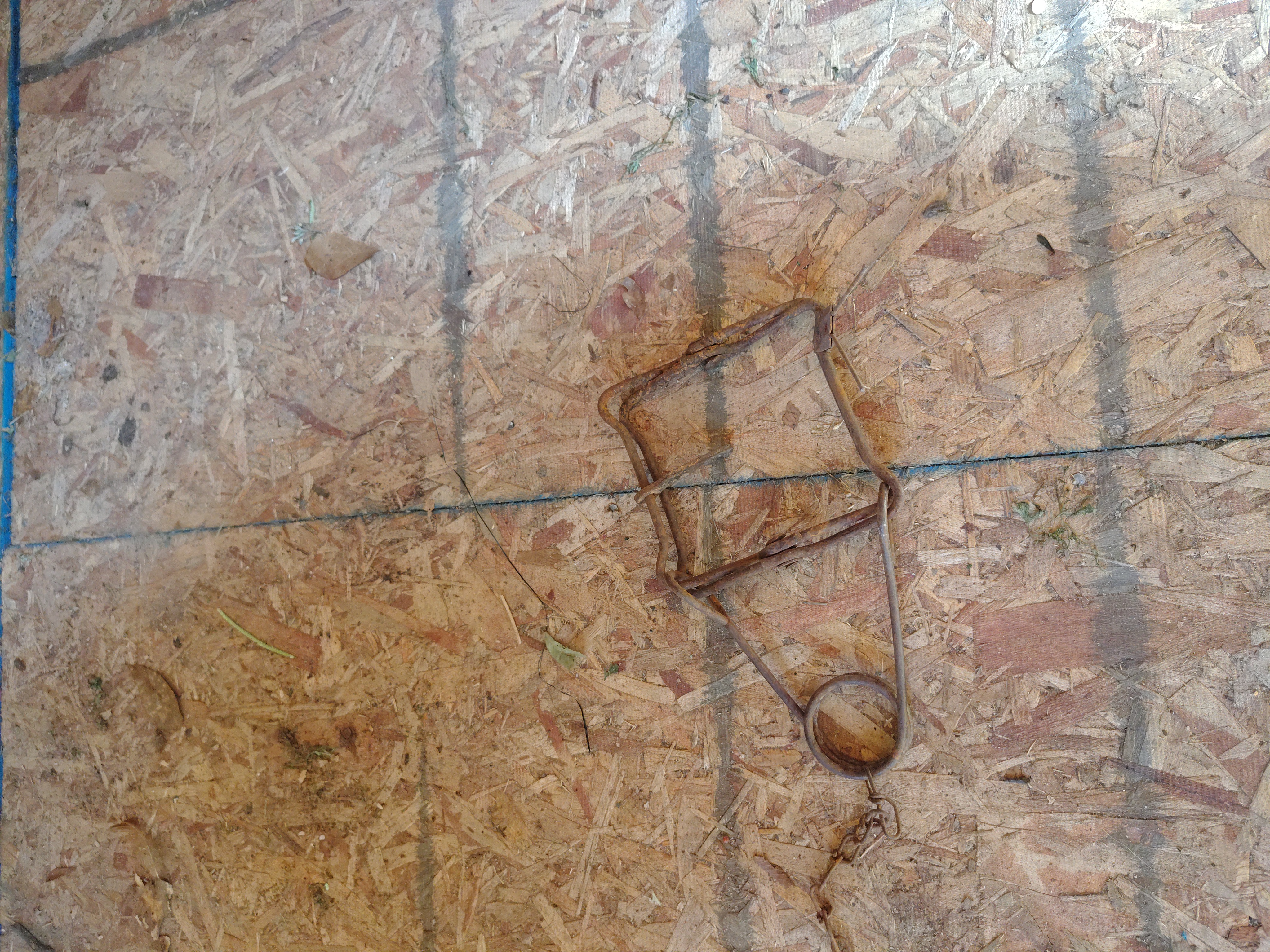 Animal trap