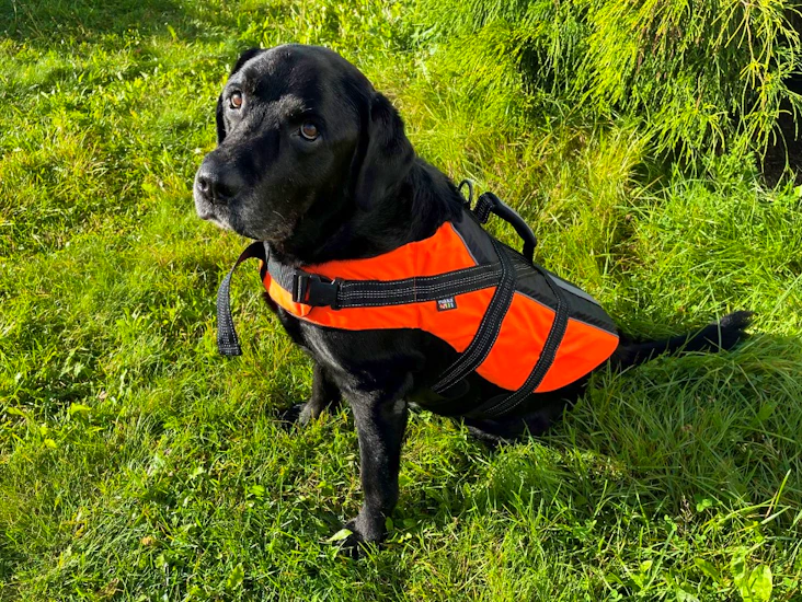 Flytevest til hund (40-60 kg)