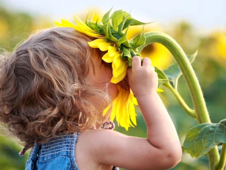 Hyr odlingsyta pallkrage