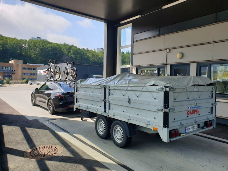 Stor gaupen proff henger med høye lemmer