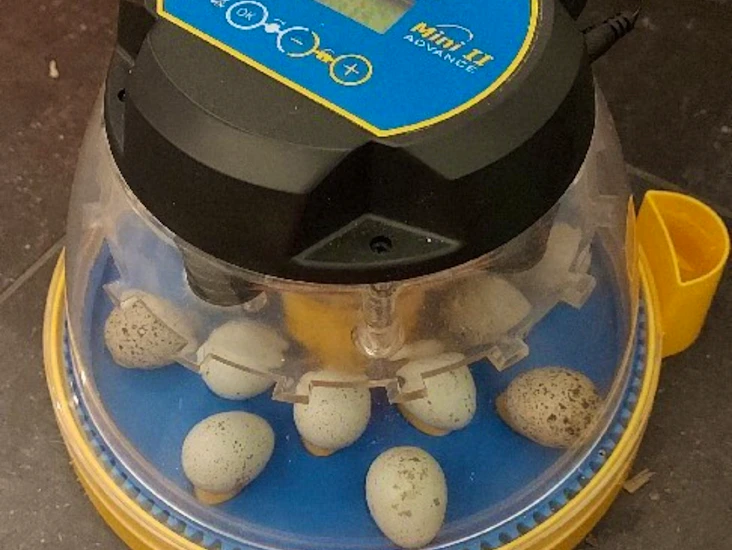 Rugemaskin - brinsea mini ii advance