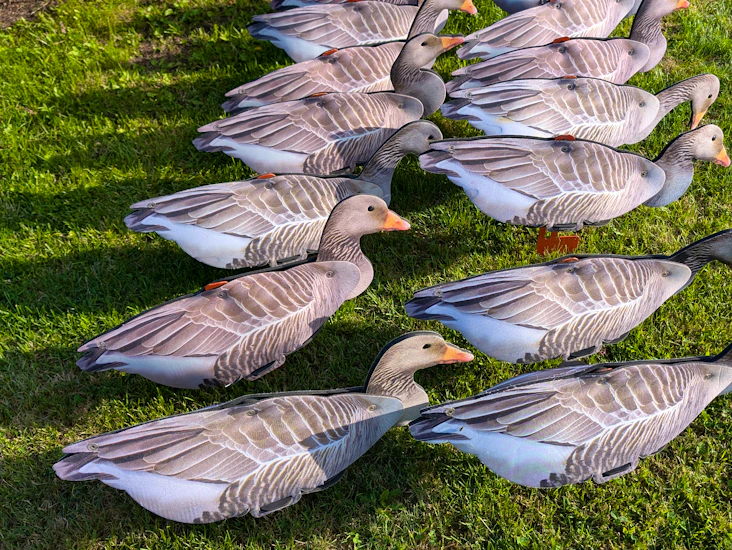 Grågås nra fud lokkefugl