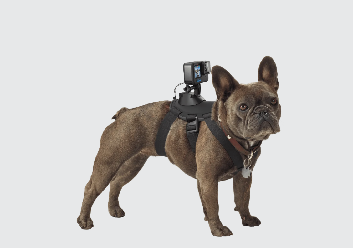Gopro dog mount 