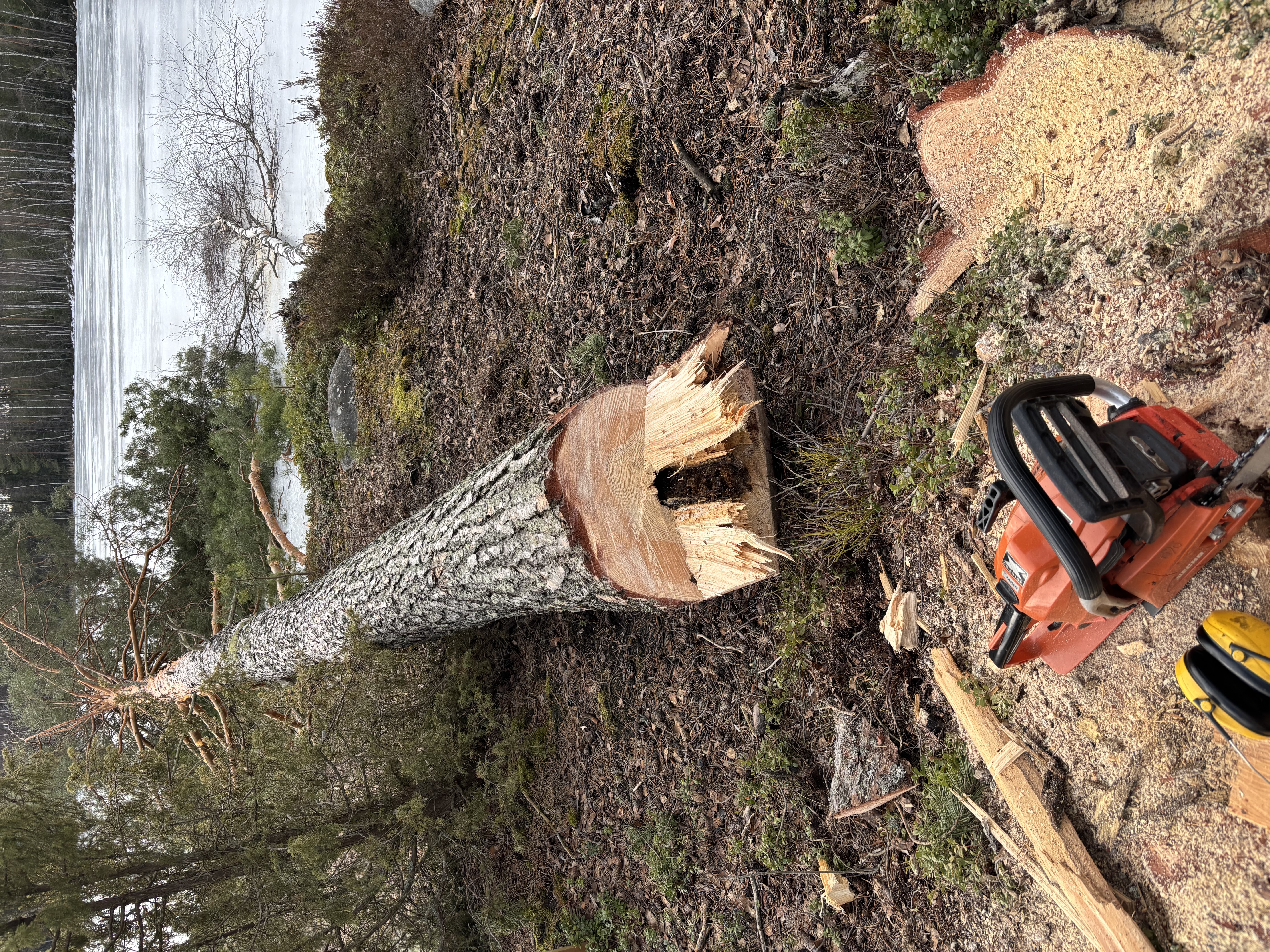 Echo 501 moottorisaha