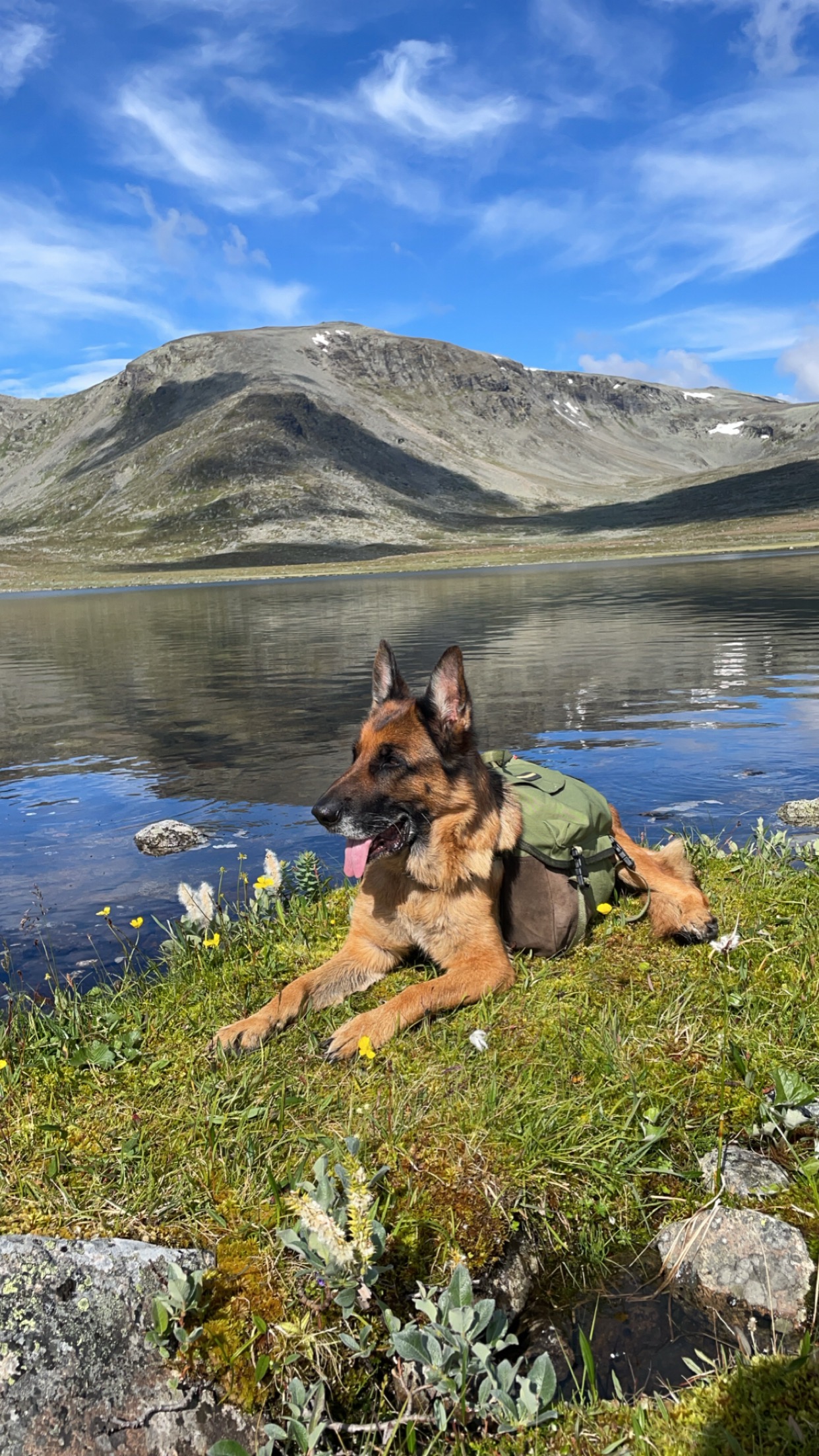 Togo kløv hund l