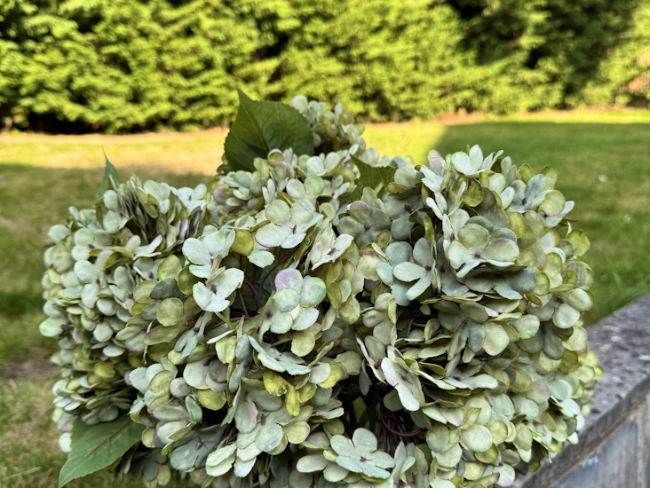 Wedding & party décor for hire – hydrangeas, tulips, props & more!