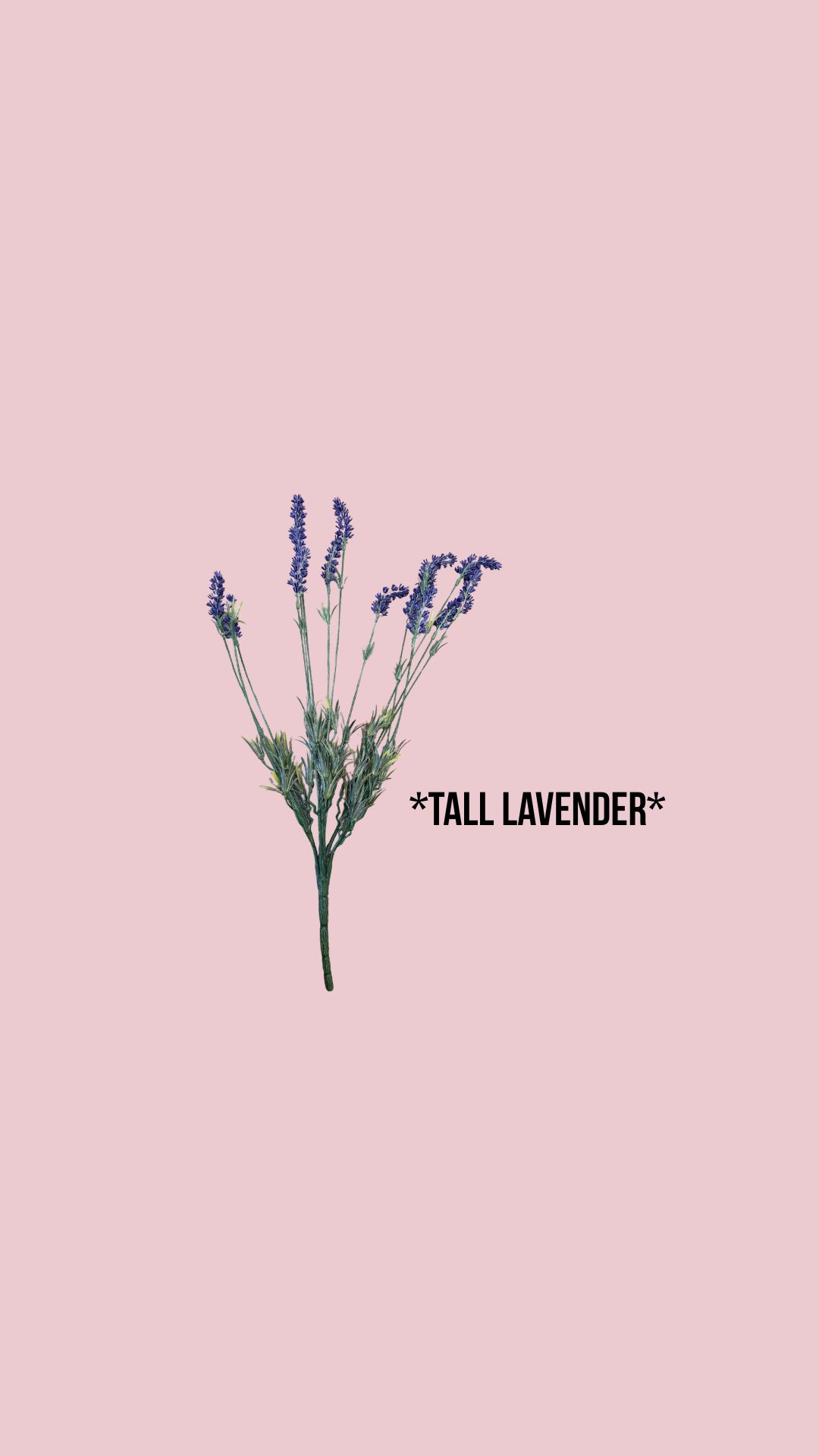 Tall lavender stems 