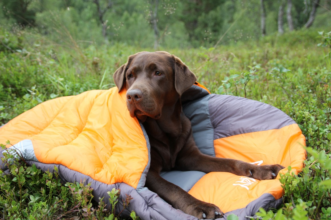 Sovepose til hund strl. l
