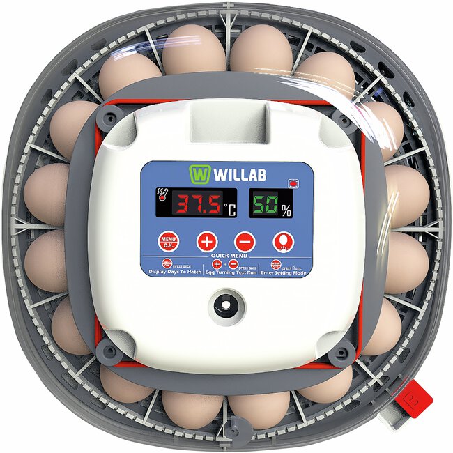 Willab till 22 ägg