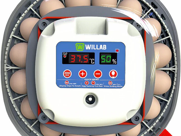 Willab till 22 ägg