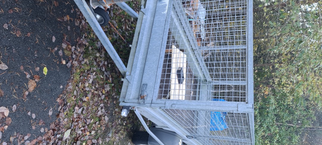 Tilhenger til leie også m bil/fører v behov