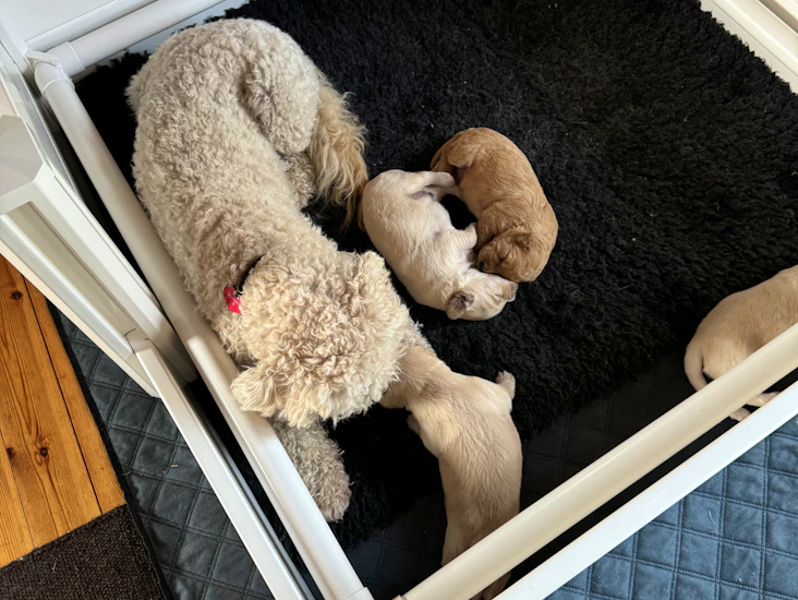 Hvalpegård med tæpper og tilbehør udlejes