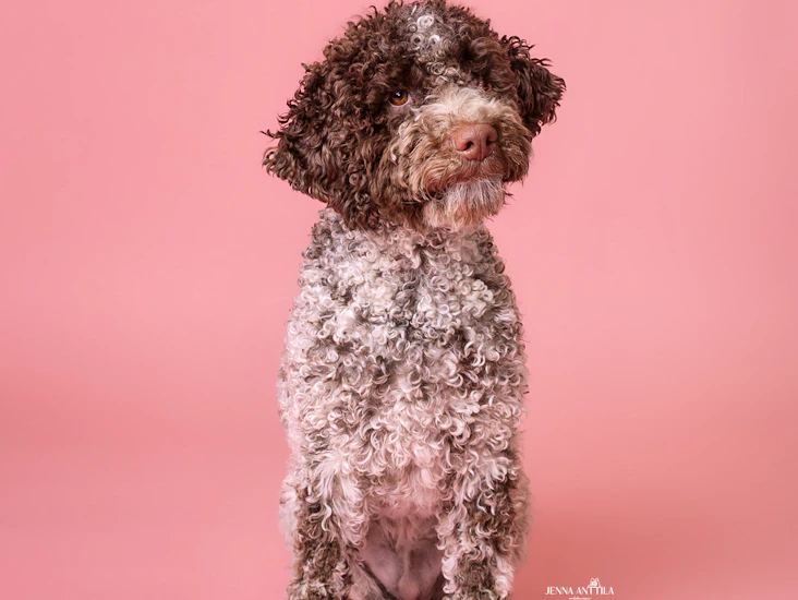 Taustakartonki 1,35m vaaleanpunainen