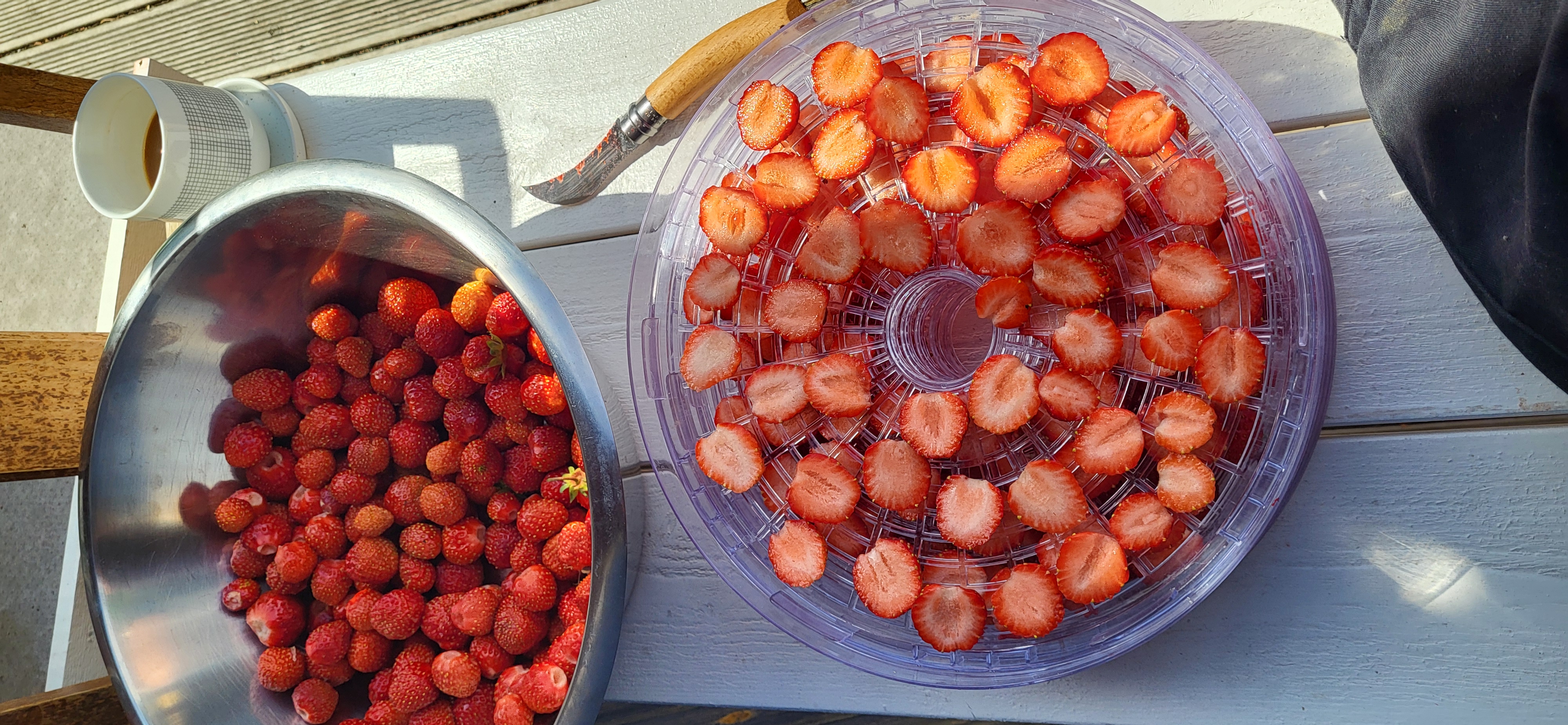 Tork för svamp och frukt