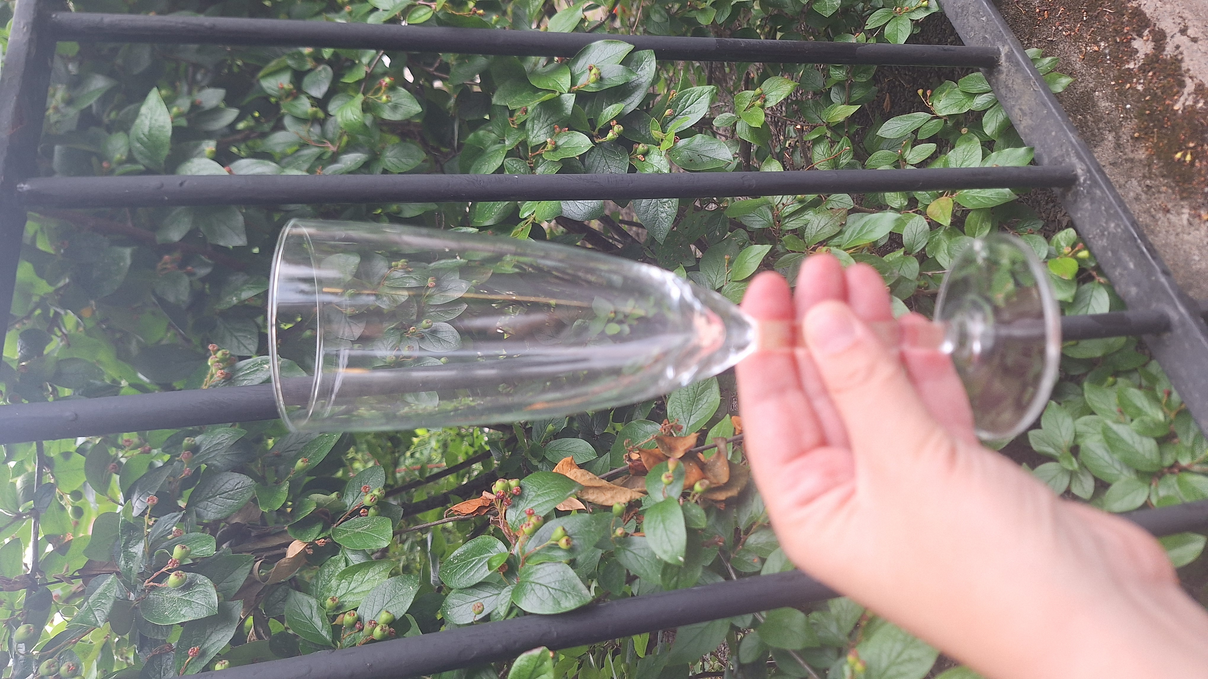12 svalka champagneglas 