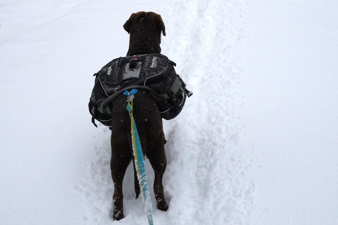 Non-stop dogwear hundekløv strl. s