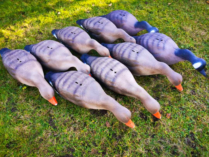 Grågås og canadagås lokkefugler