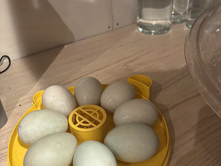 Manuell rugemaskin brinsea mini eco 2