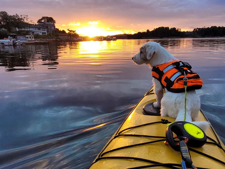 Borealis design epsilon p300