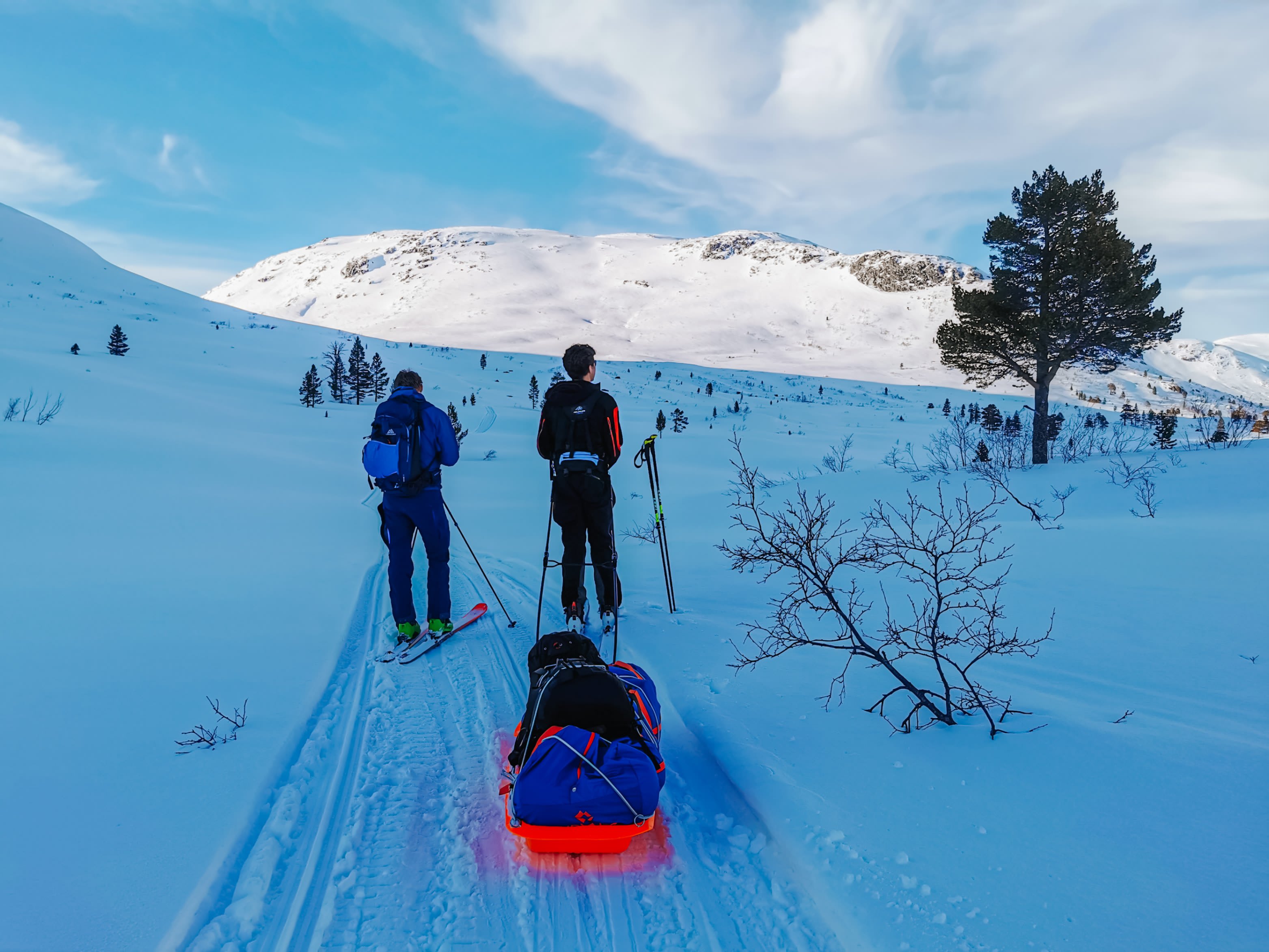 Pulk med bag, bedding, sele, faste drag og taudrag