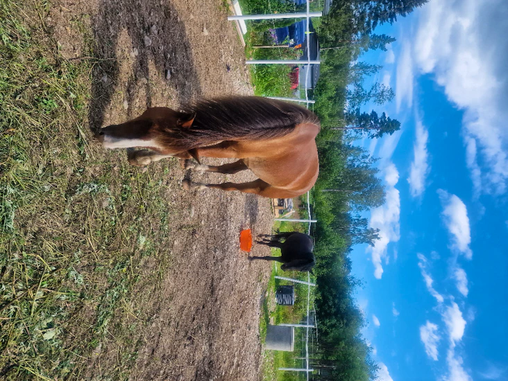 Pihattopaikka orille/ruunalle