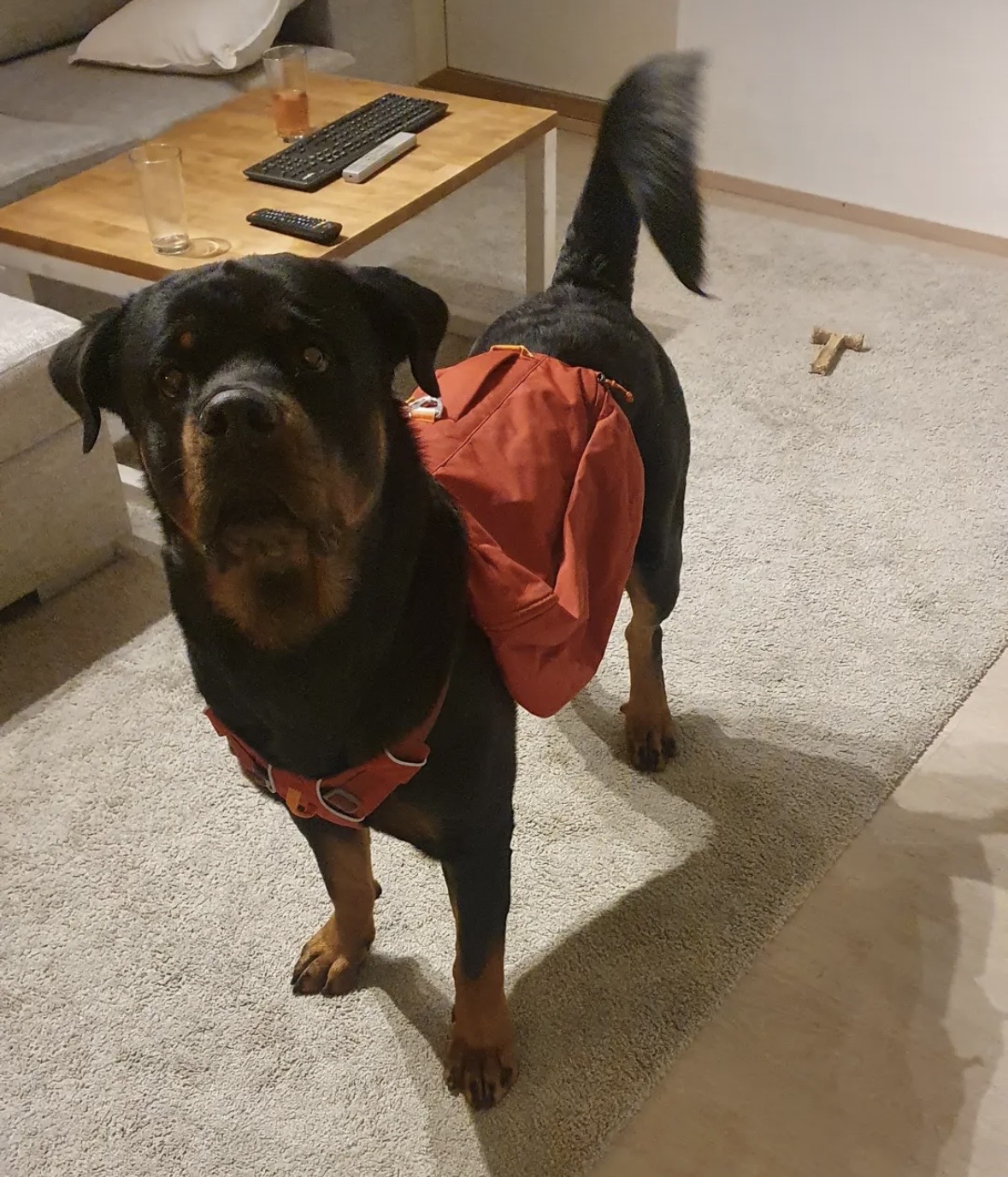 Ruffwear koiran reppu l/xl