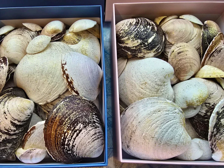 Glitrende skjell - borddekorasjon