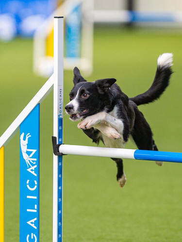Hundesport : 6 stk. galican agility hopp hinder