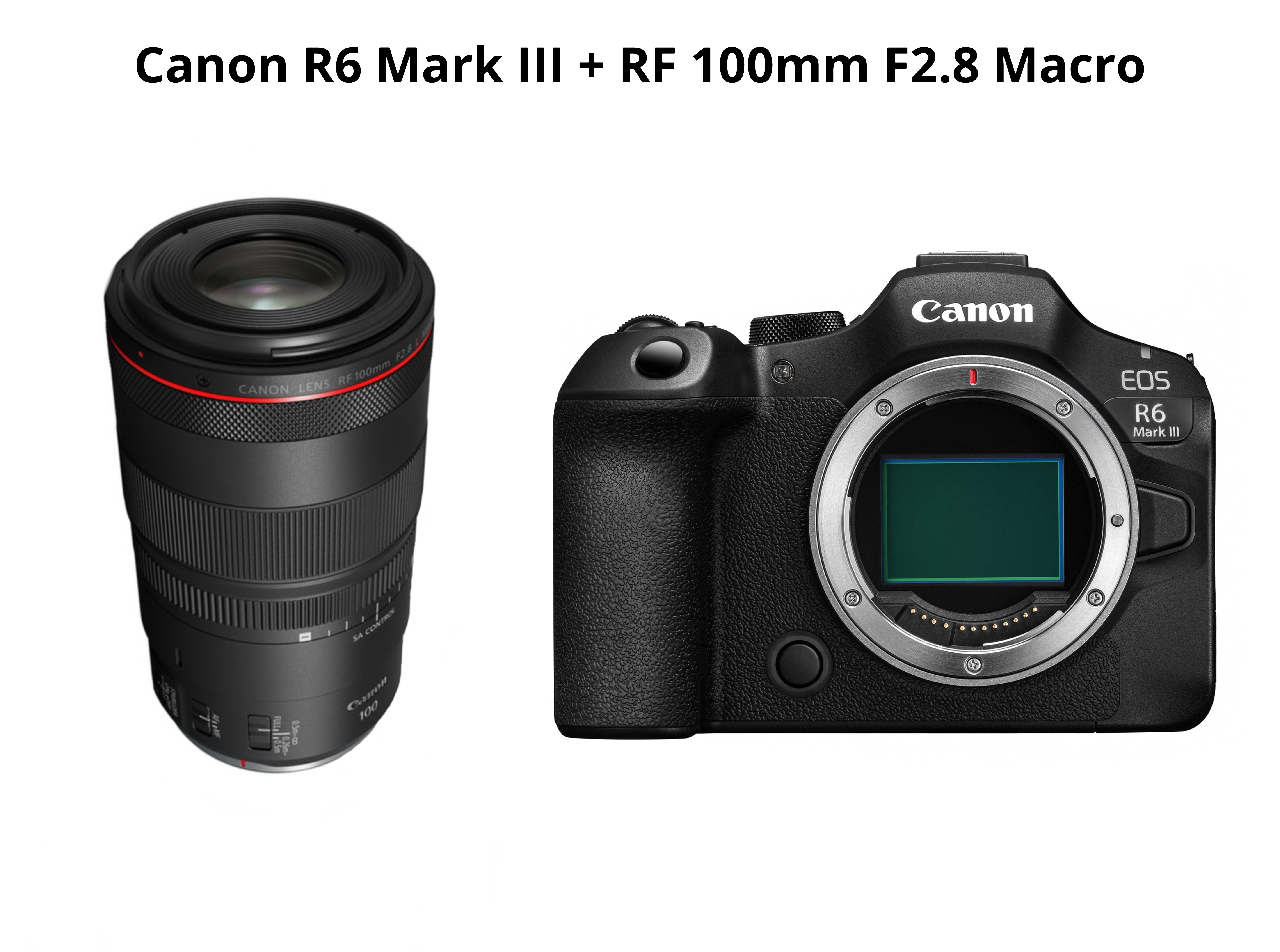 Canon r6 mark iii  + rf 100mm f2.8 macro ( canon eos r6 mark iii - canon r6miii )