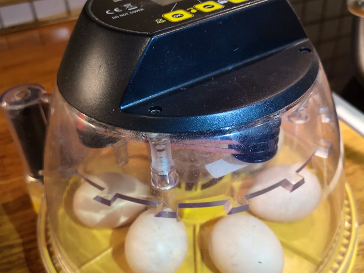 Äggkläckningsmaskin