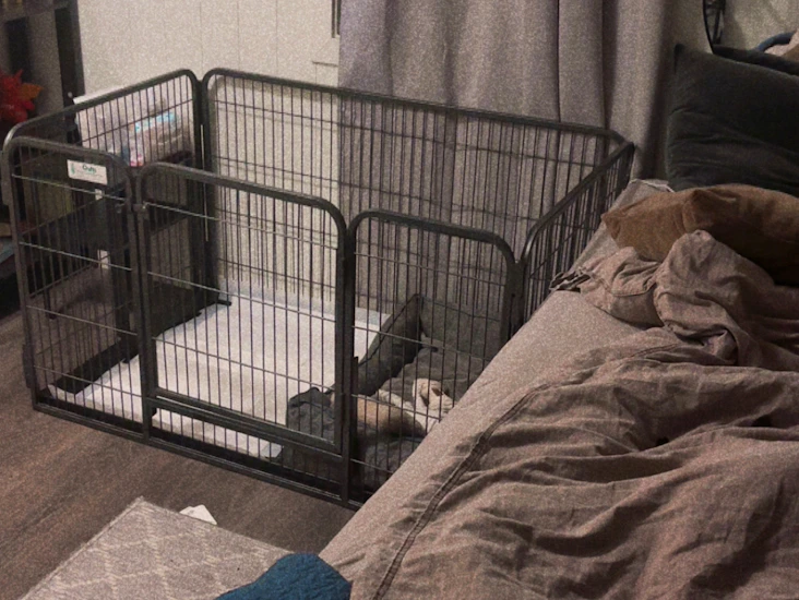 Fleksibel crufts valpebinge – til leie