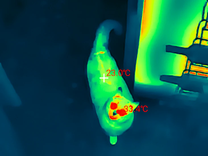 Themal master p2 thermal imaging camera (for phone usb-c)
