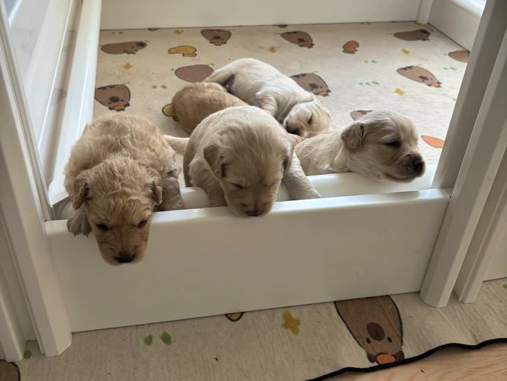 Fødekasse og hvalpegård udlejes med tæpper og tilbehør