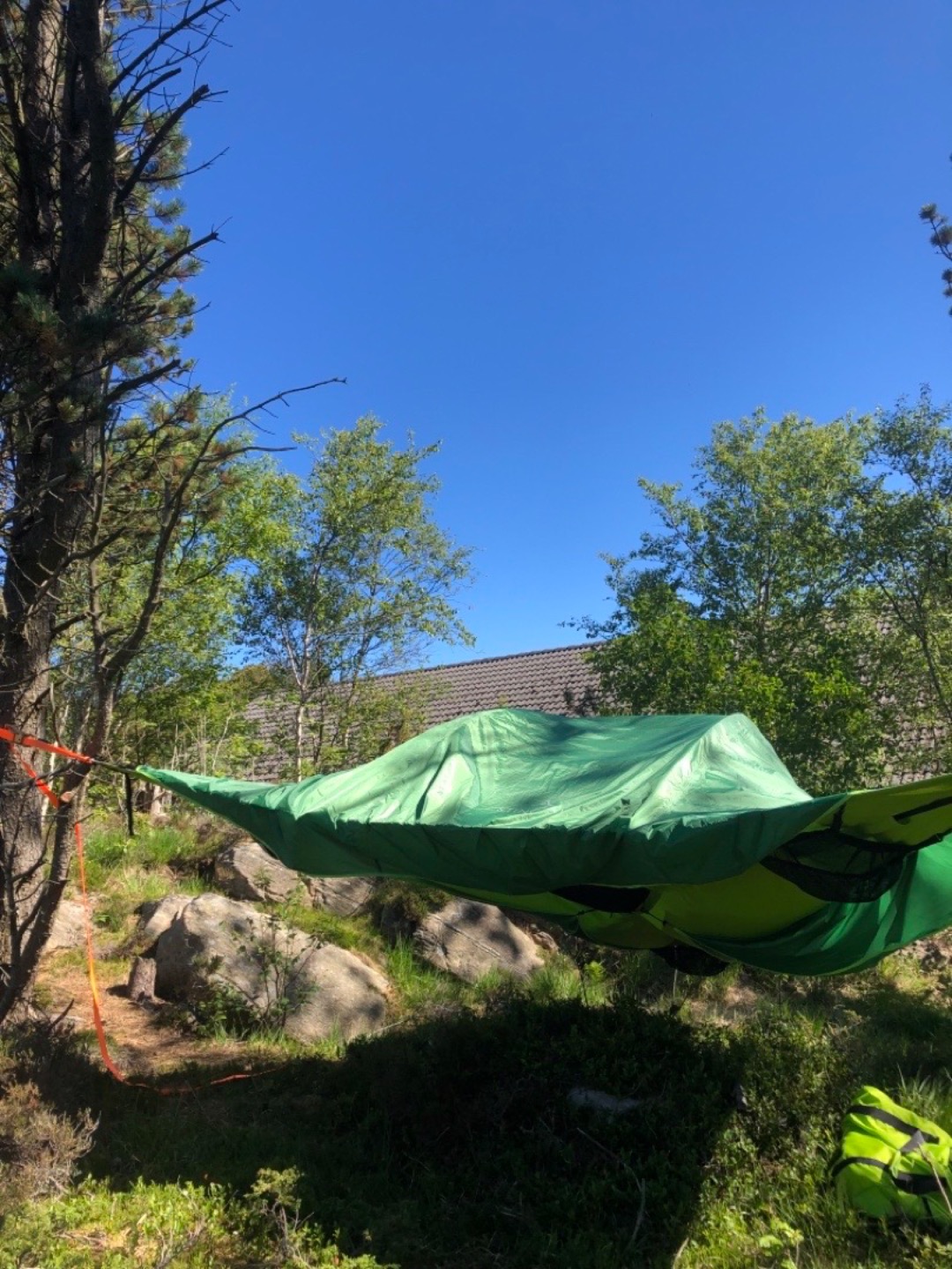 Tretelt tentsile stingray